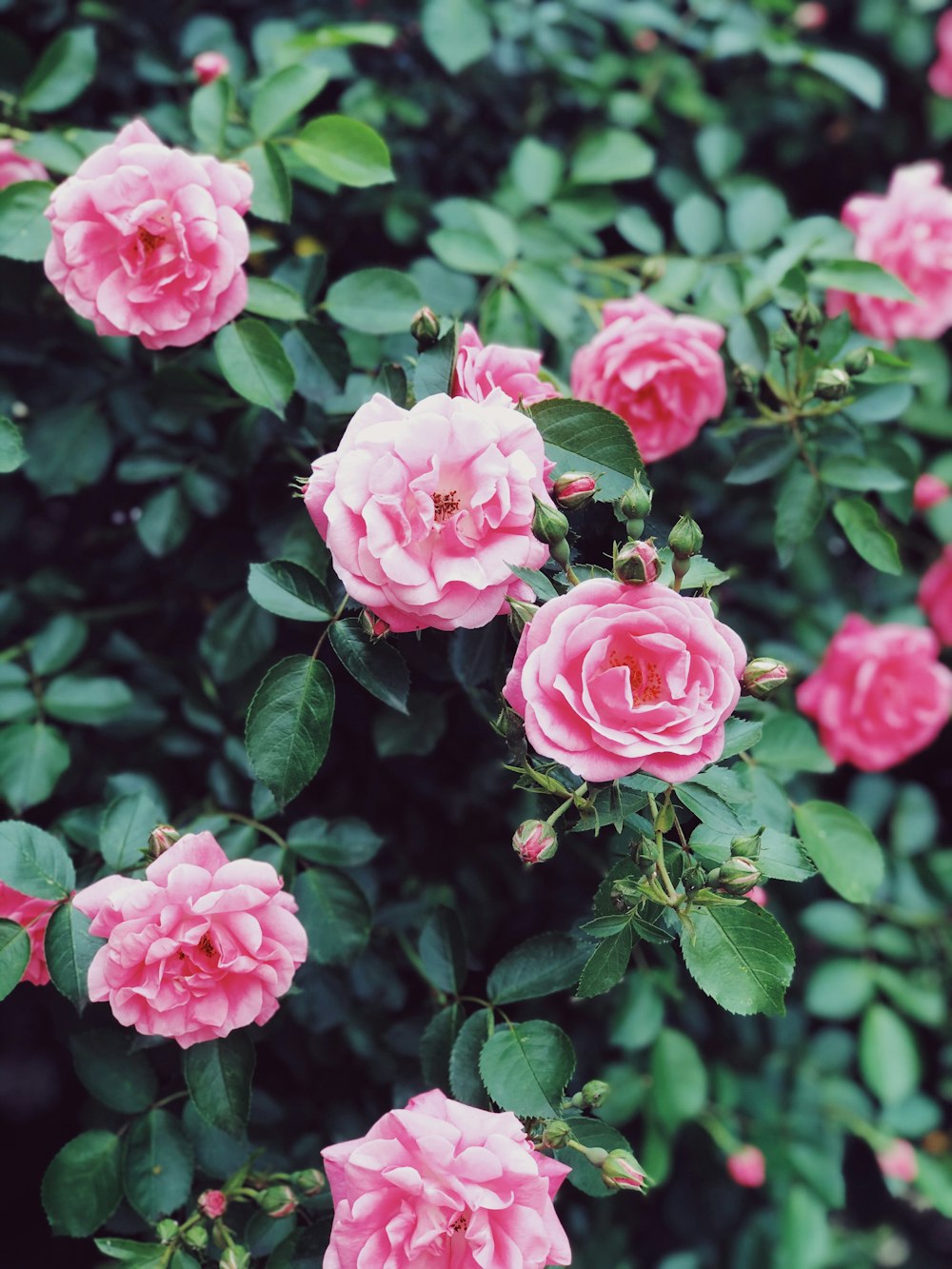 pink roses in bloom during daytime