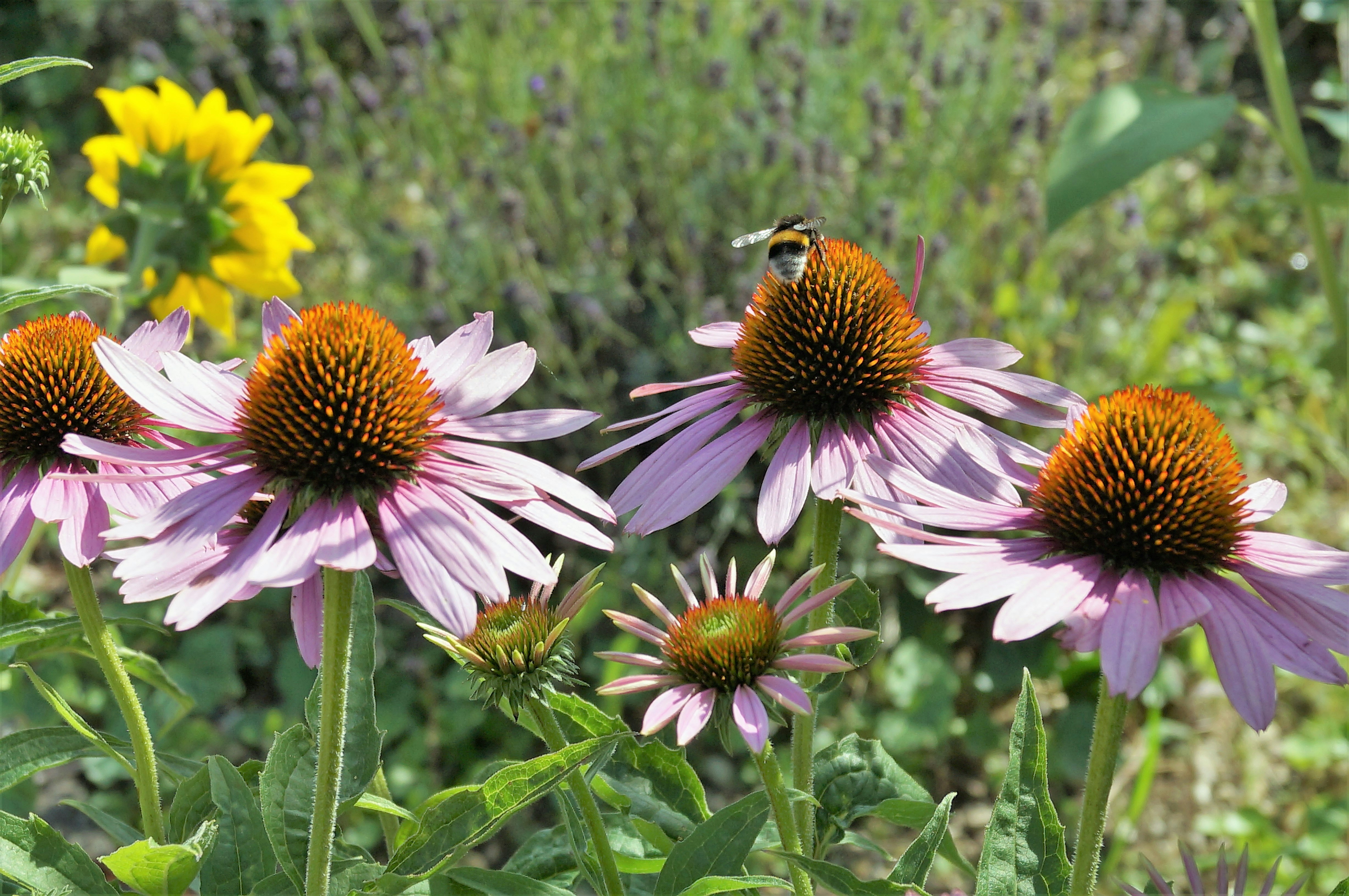 yellow and black bee on yellow flower during daytime