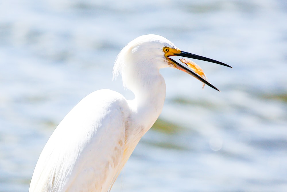 white bird with yellow beak