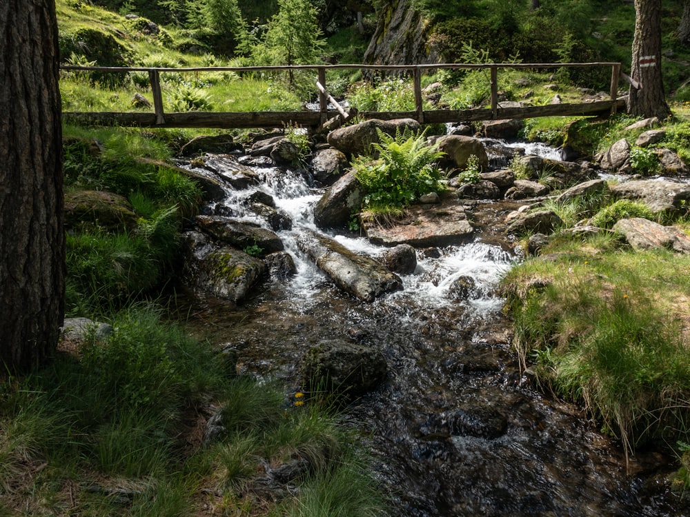 green grass and trees near river during daytime