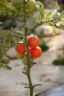 orange tomato on green tree