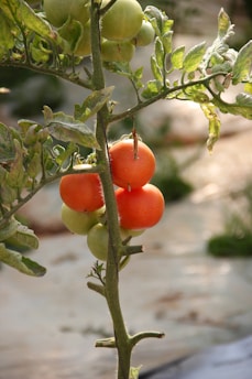 orange tomato on green tree