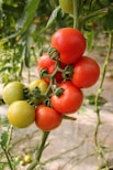red and green tomato fruit