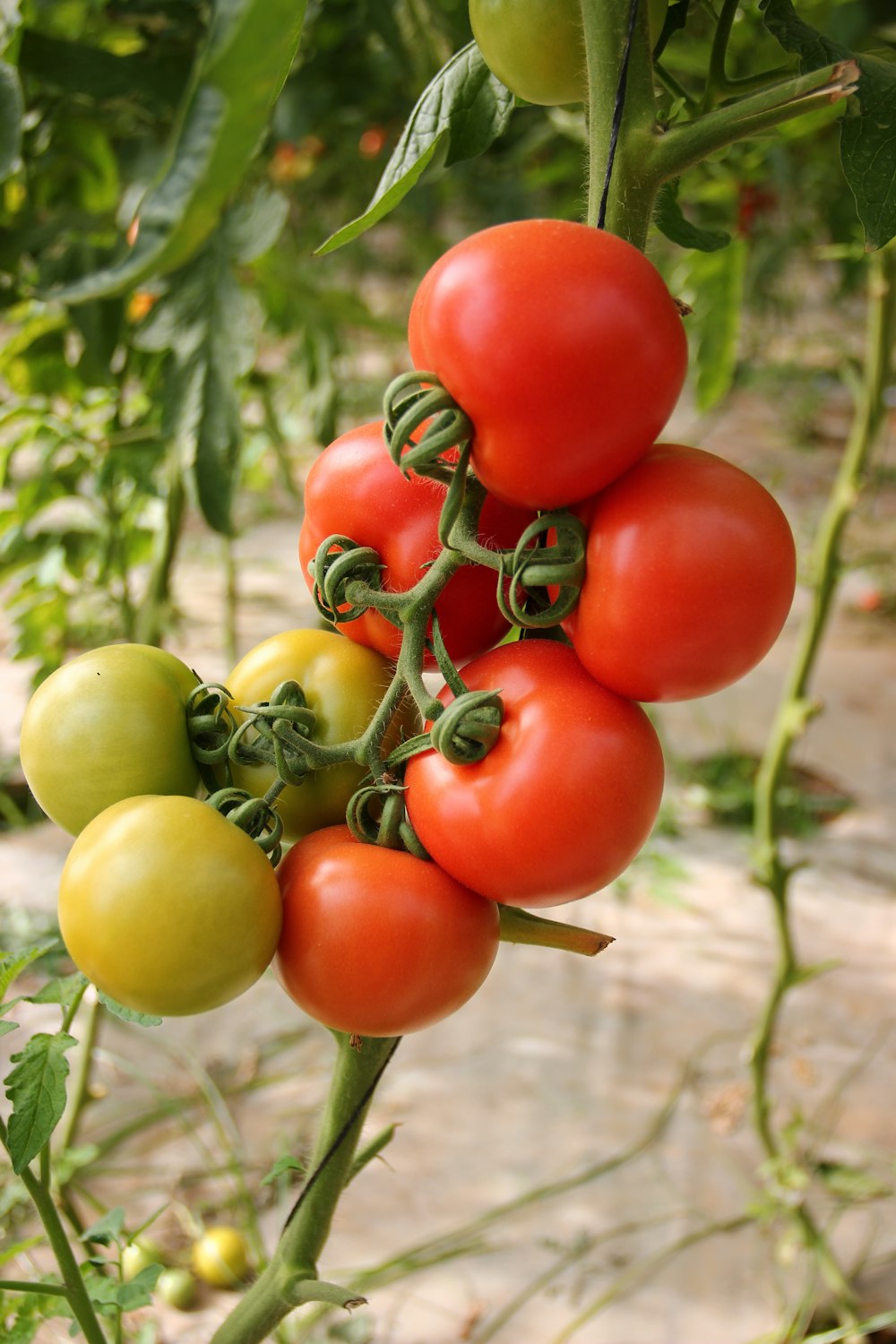 rote und grüne Tomatenfrucht