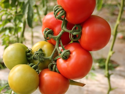 Tomatoes (1kg)