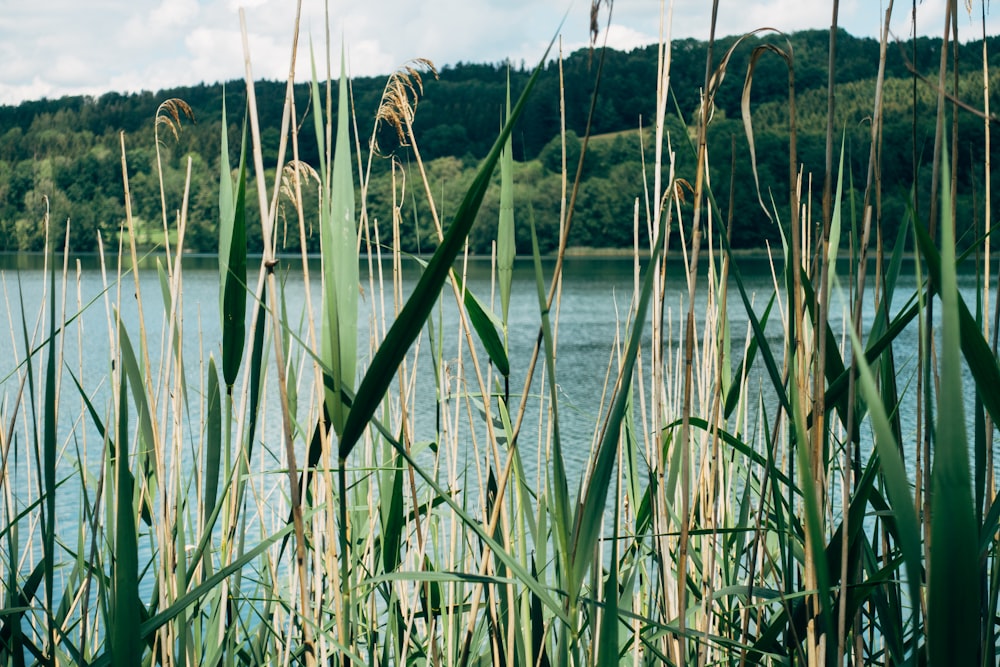 green grass near body of water during daytime