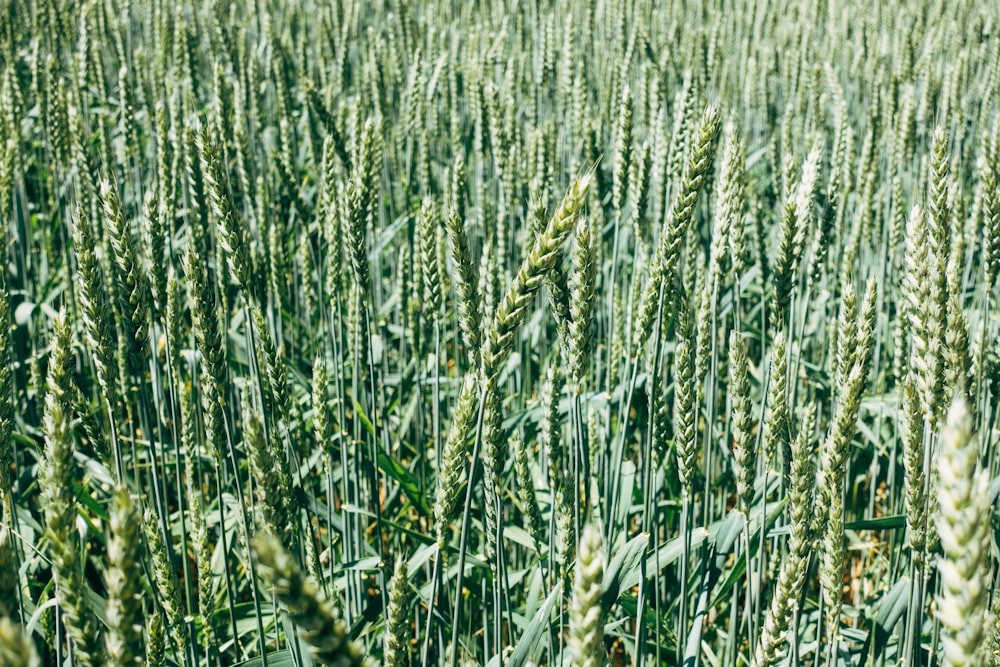 green grass field during daytime