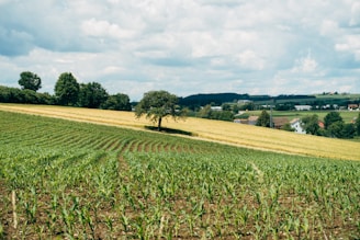 green grass field under blue sky during daytime