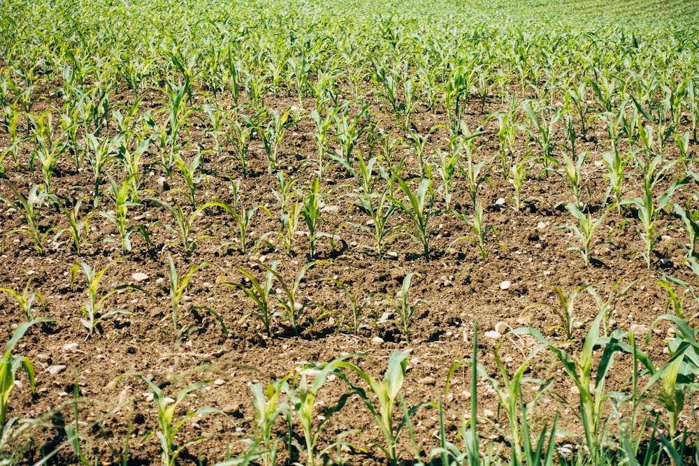 green grass field during daytime