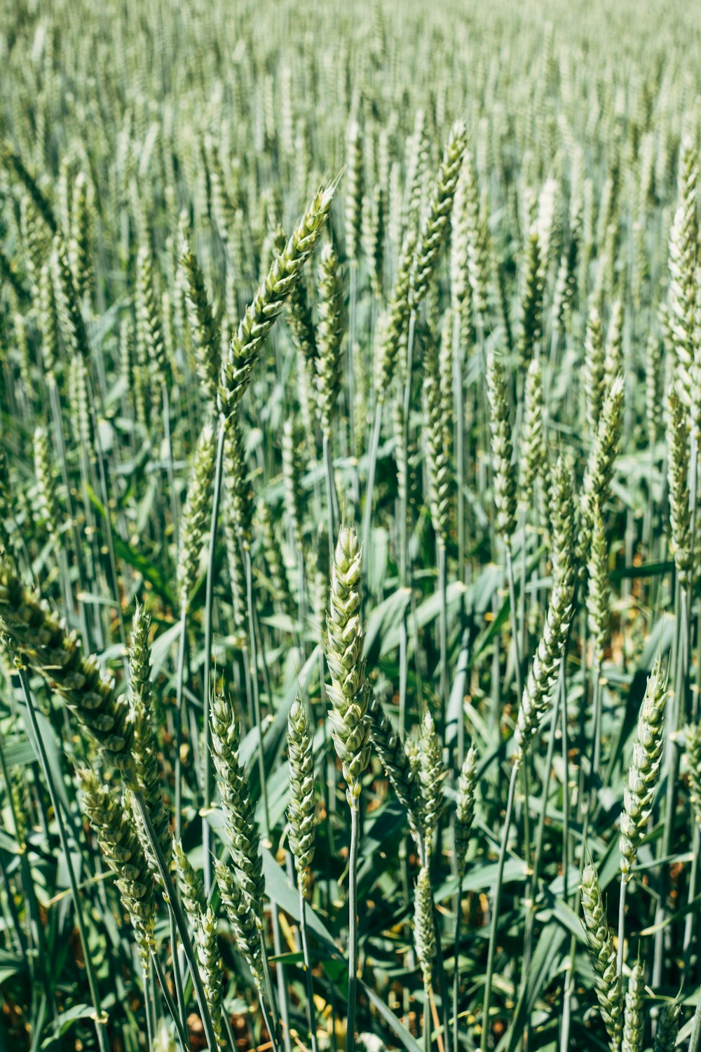 green wheat field during daytime