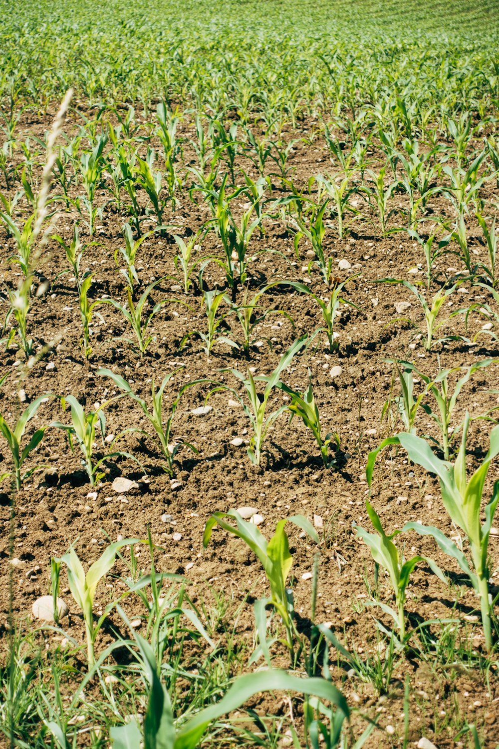 green grass on brown soil