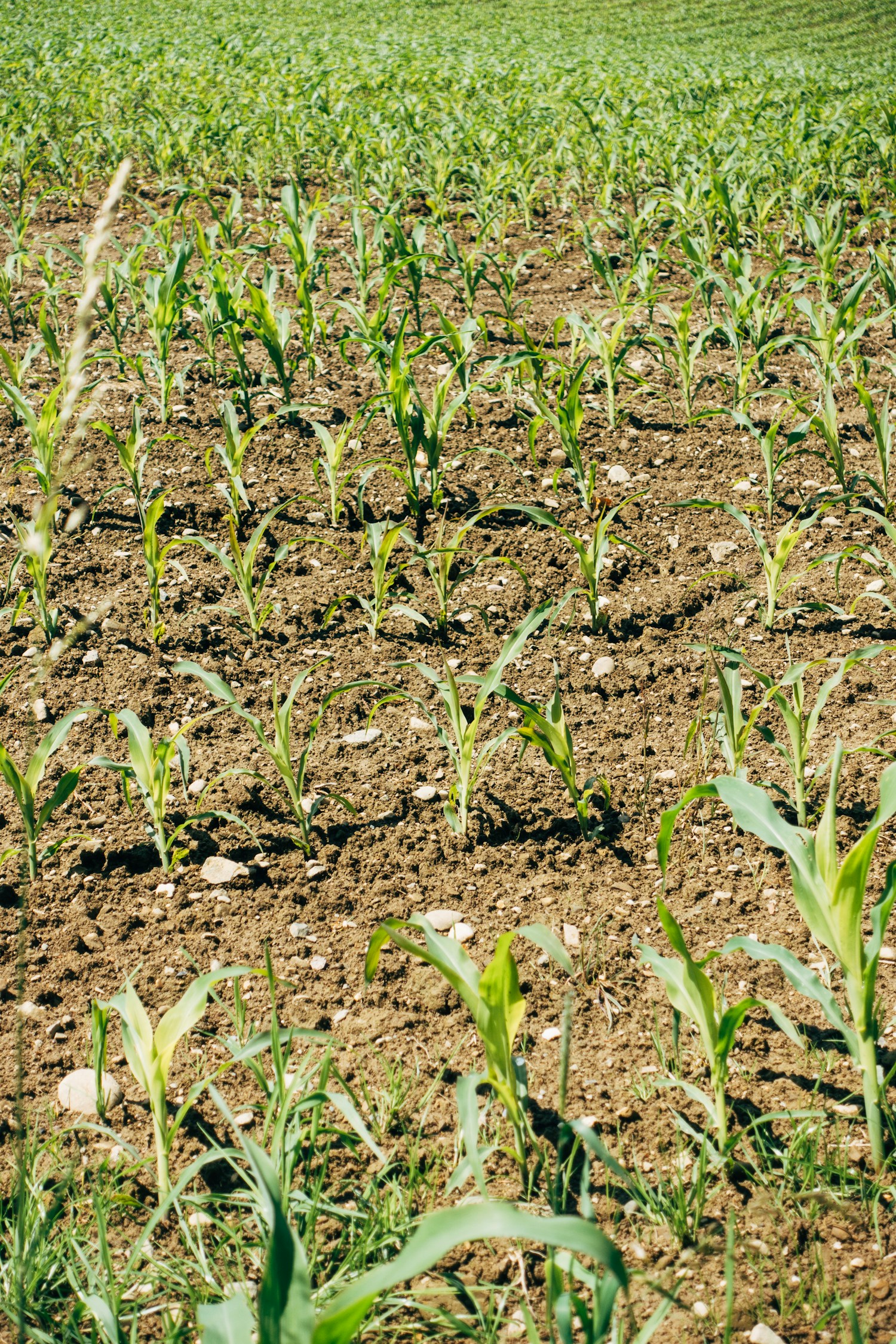 Organic Fertilizer