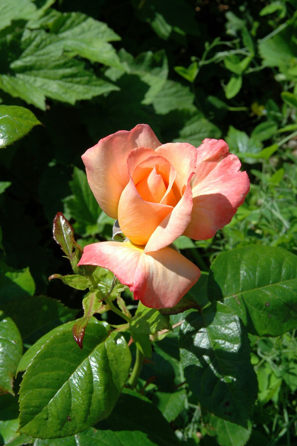 rosa und gelbe Rose blüht tagsüber