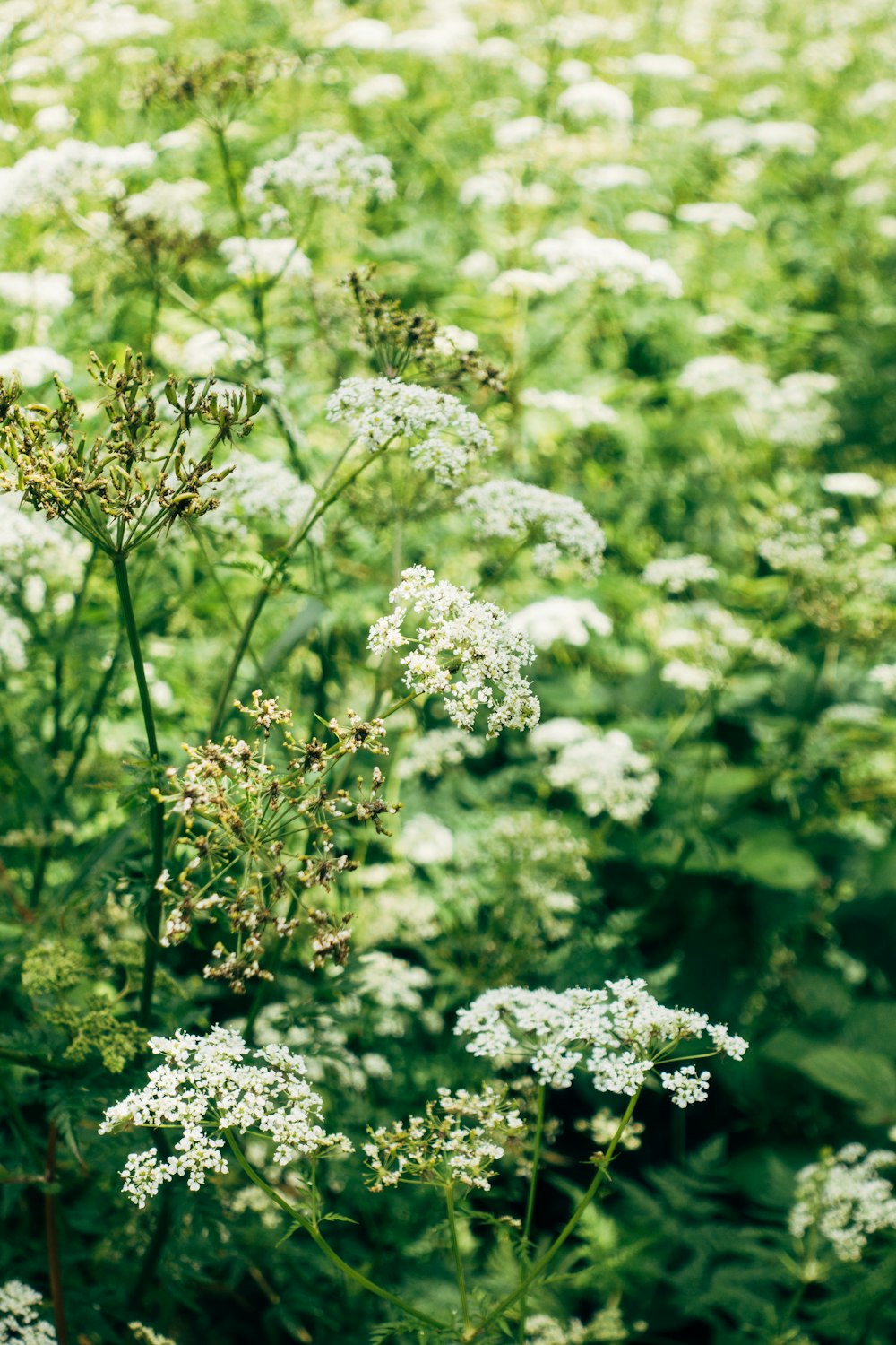 white flowers in tilt shift lens