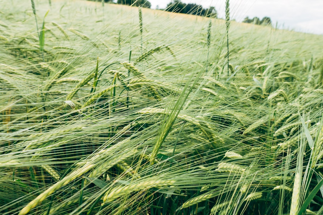 green grass field during daytime