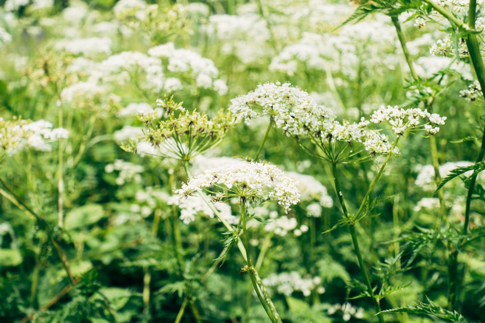 white flowers in tilt shift lens