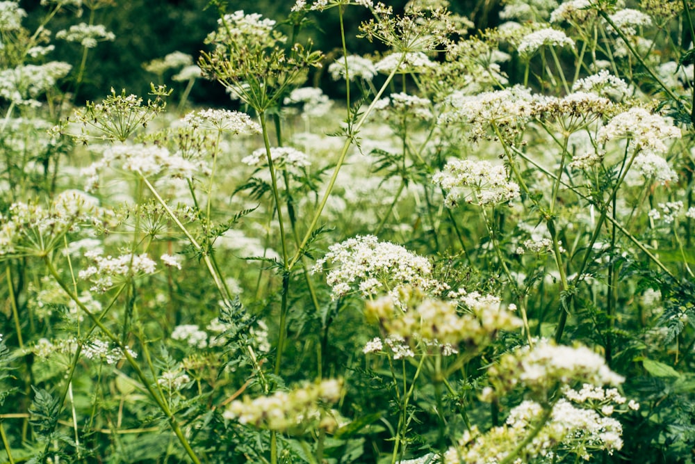 white flowers with green leaves