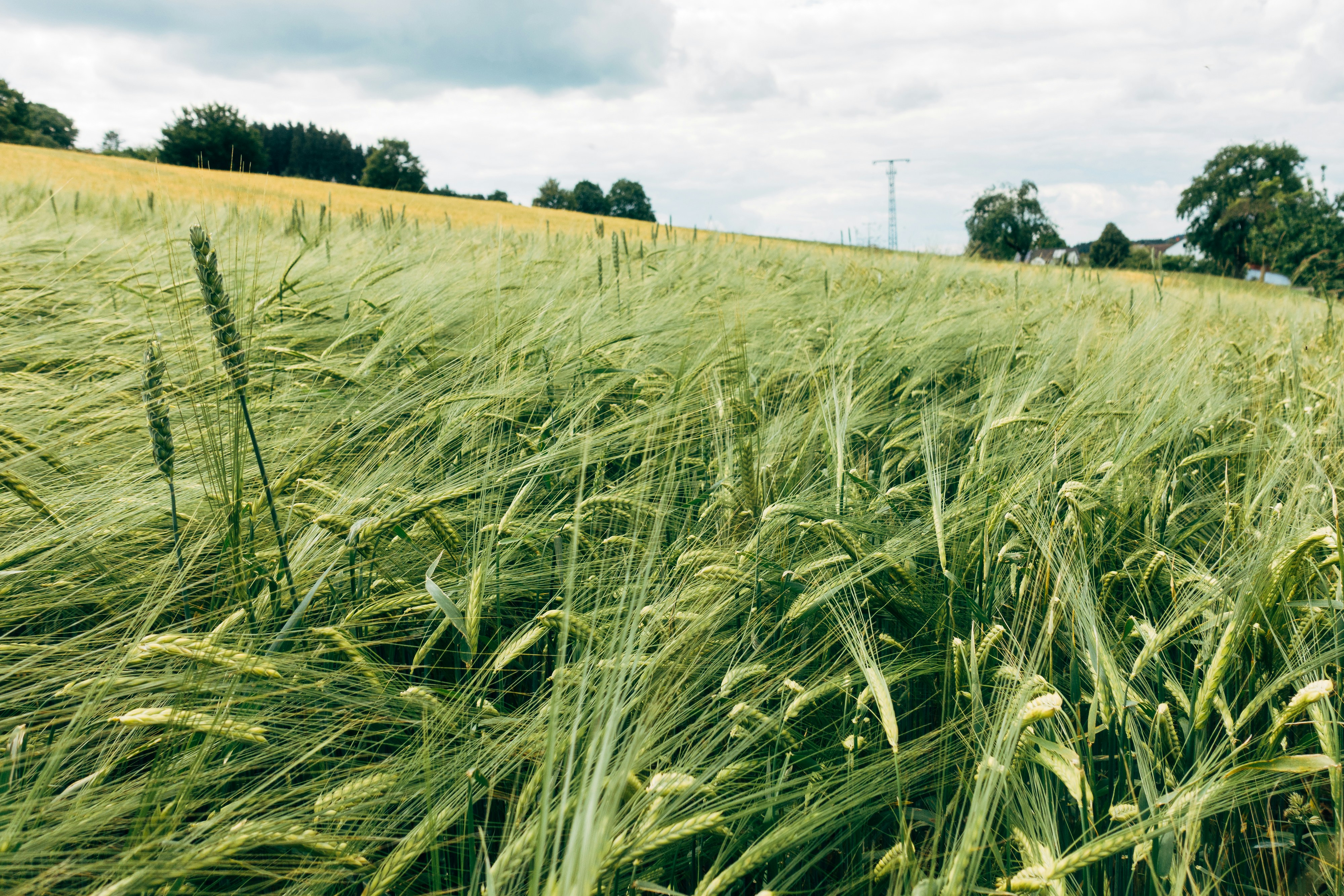 Про жито. Рожь. Поле рожь. Пшеничное поле. Пшеничные поля России.
