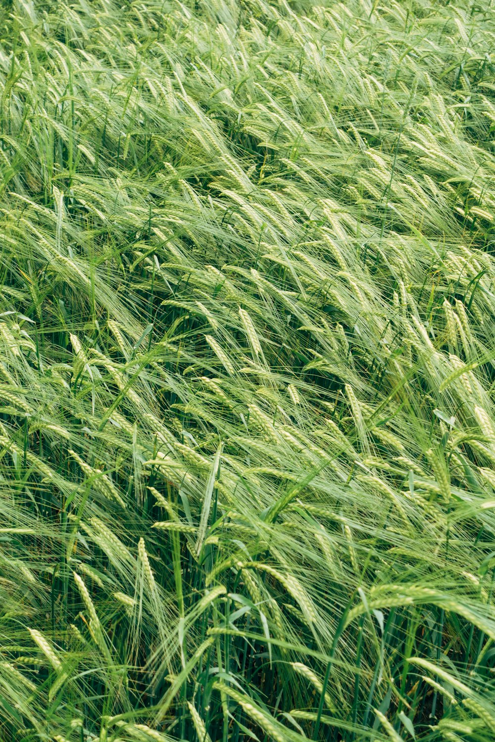 Champ d’herbe verte pendant la journée