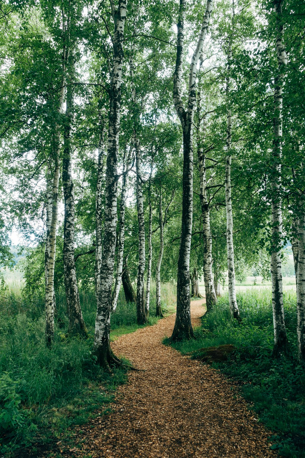 Arbres verts sur sol brun