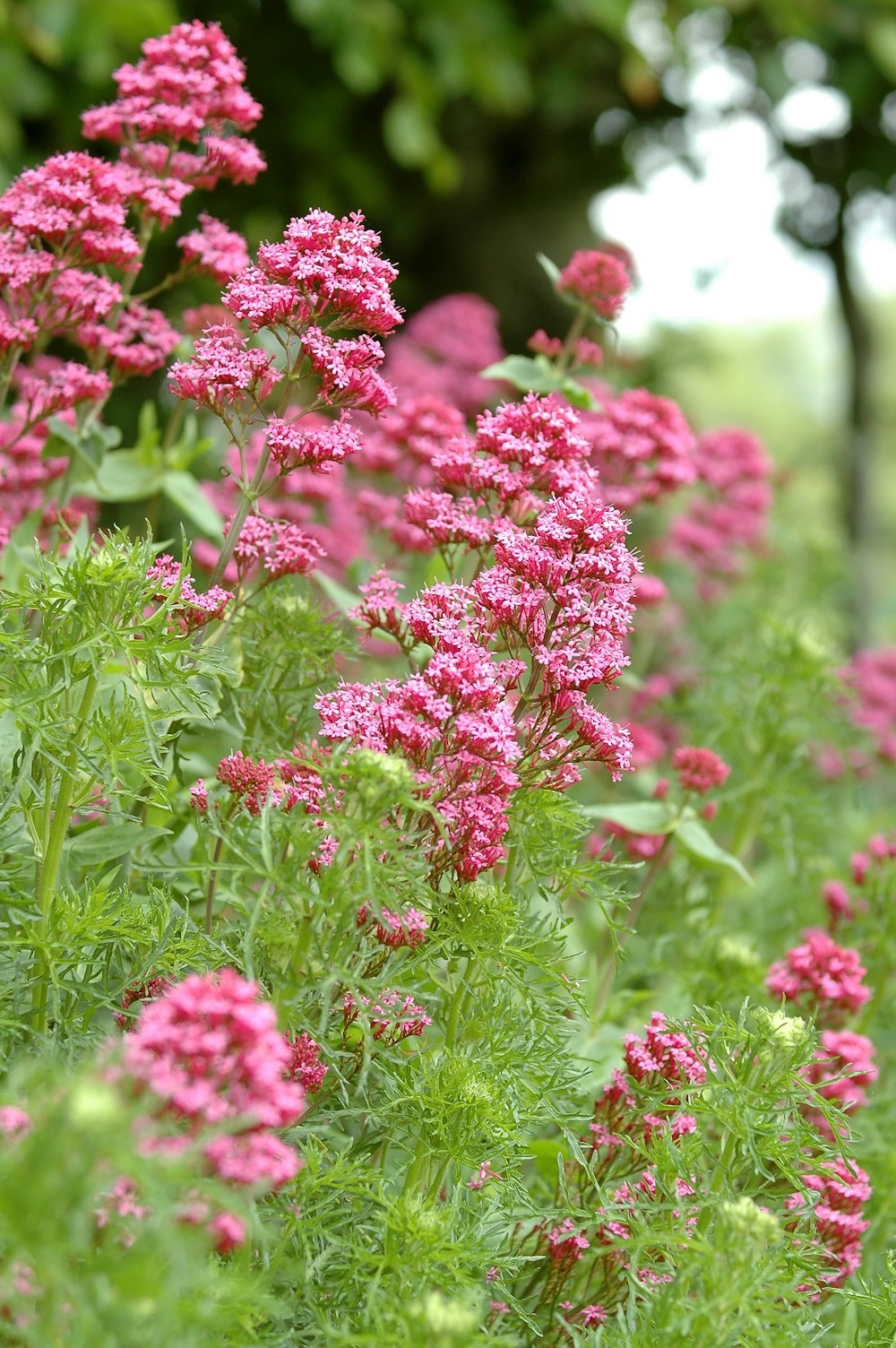 pink flowers in tilt shift lens