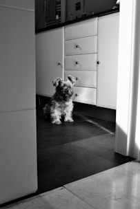 A happy dog with a shiny coat sitting next to its owner in a sunny kitchen.
