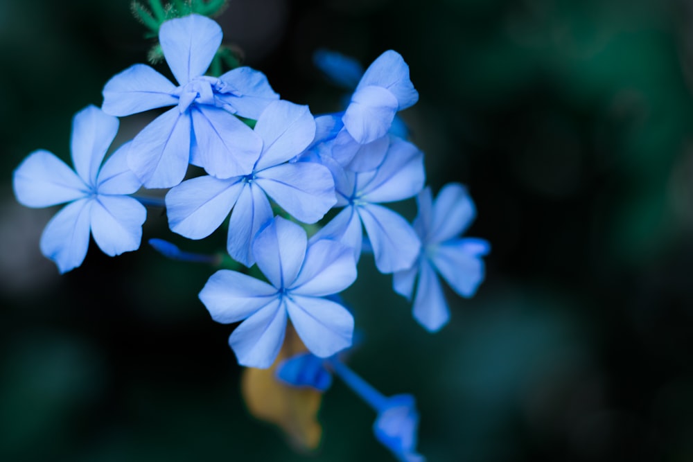 blue flowers in tilt shift lens