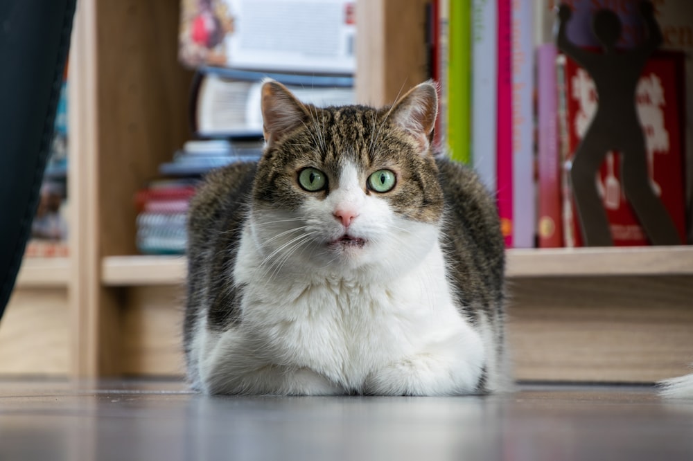 white and brown cat on white table