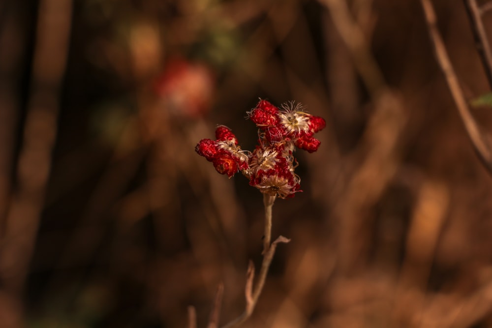 red flower in tilt shift lens