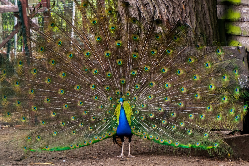 pavão no chão marrom da terra durante o dia