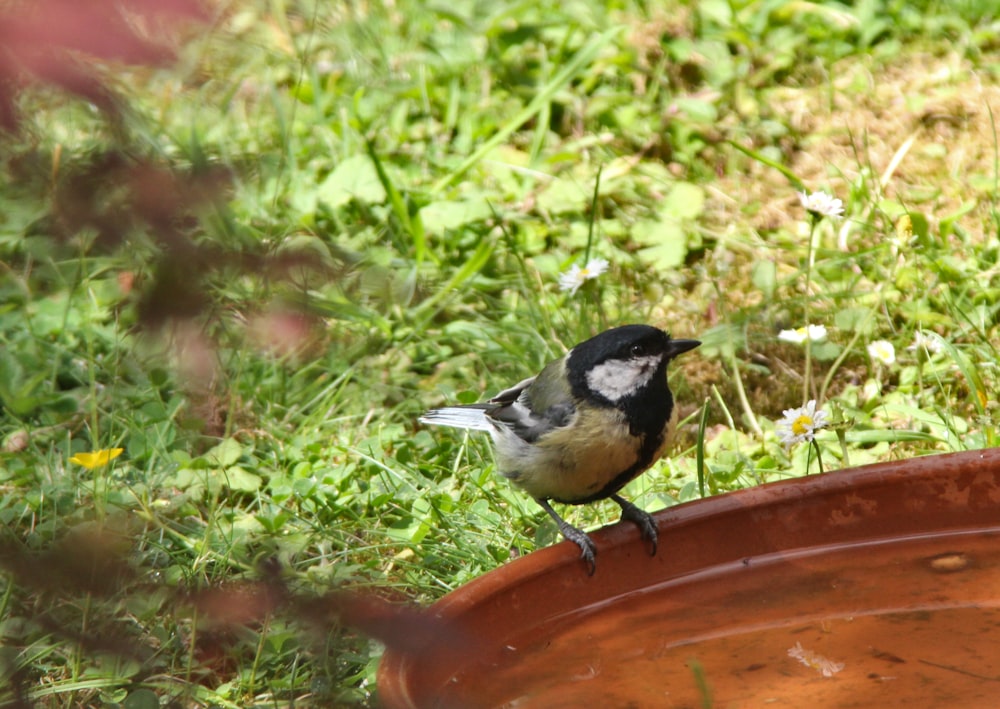 black and white bird on brown plant pot