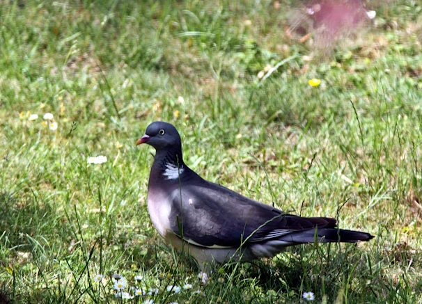 A vibrant photo of a pigeon enjoying fresh food from a colorful feeder in a sunny garden