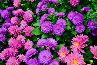 A blooming garden of pink, purple, and blue flowers symbolizing renewal and hope.