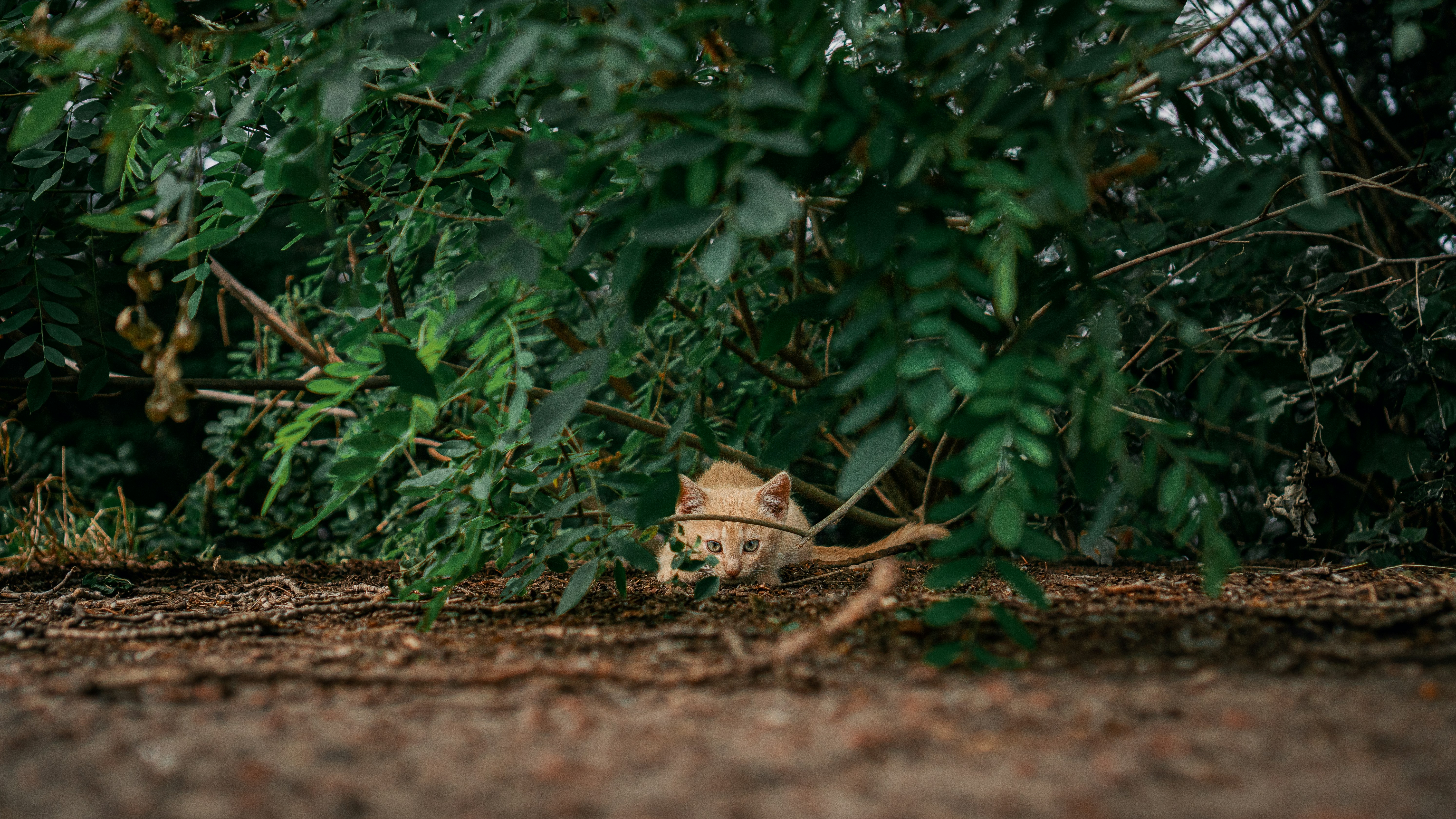 brown dried leaves on ground