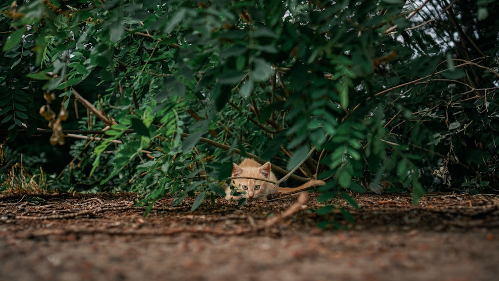 brown dried leaves on ground