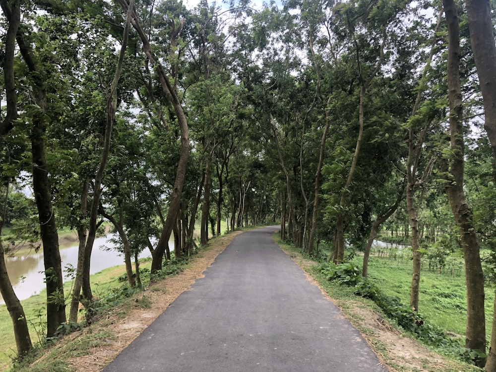 gray concrete road between green trees during daytime