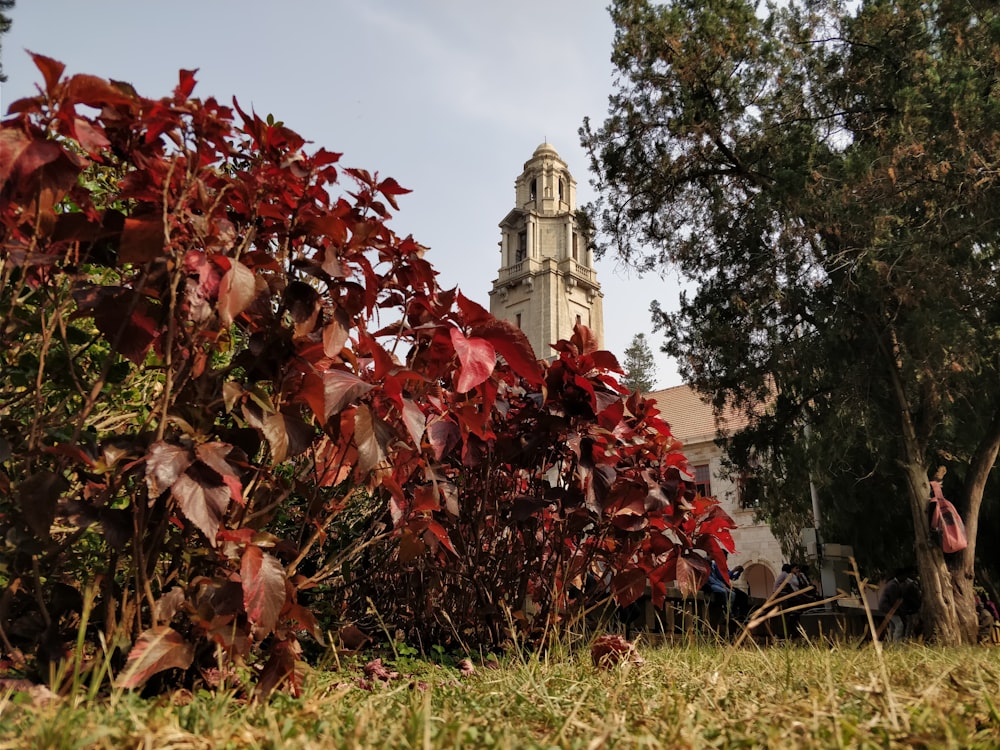 red leaves tree near white concrete building during daytime