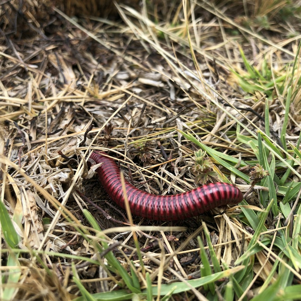 Milípede vermelho e preto na grama marrom