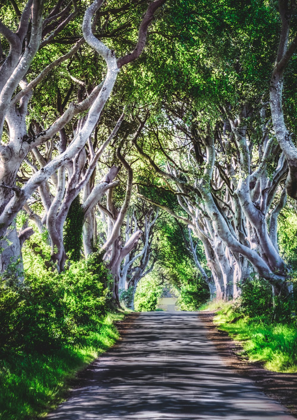 brown wooden pathway between green trees during daytime