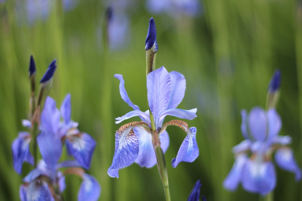 purple and white flower in tilt shift lens