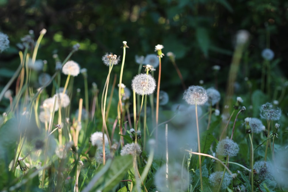 white flowers in tilt shift lens