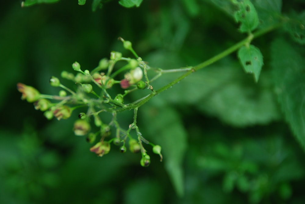 green plant with water droplets