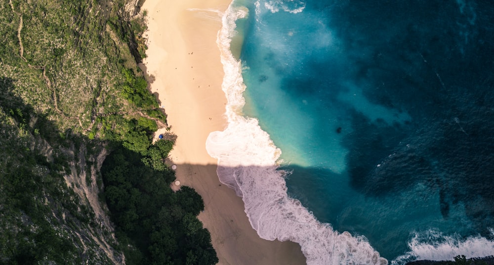 aerial view of green trees beside body of water during daytime