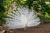 a white peacock with its feathers spread out