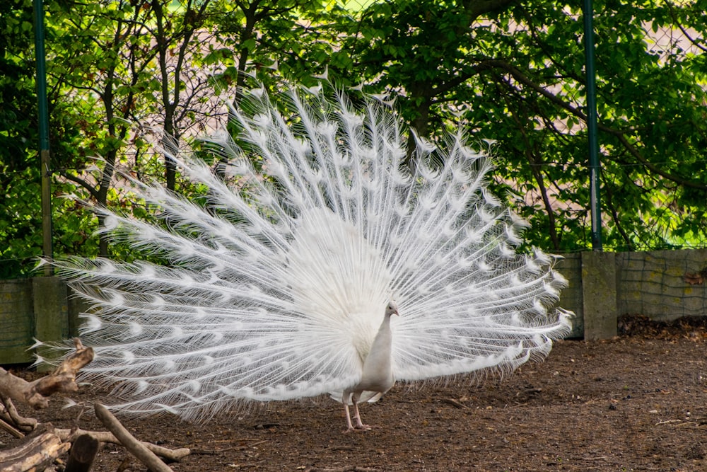 a white peacock with its feathers spread out