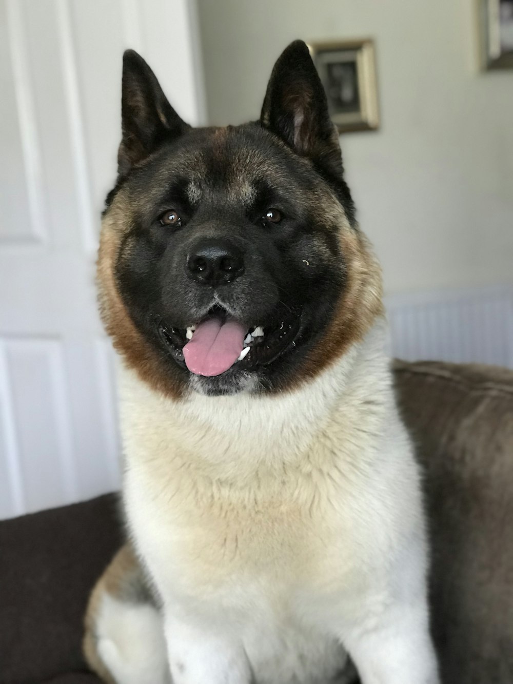 brown and white short coated dog