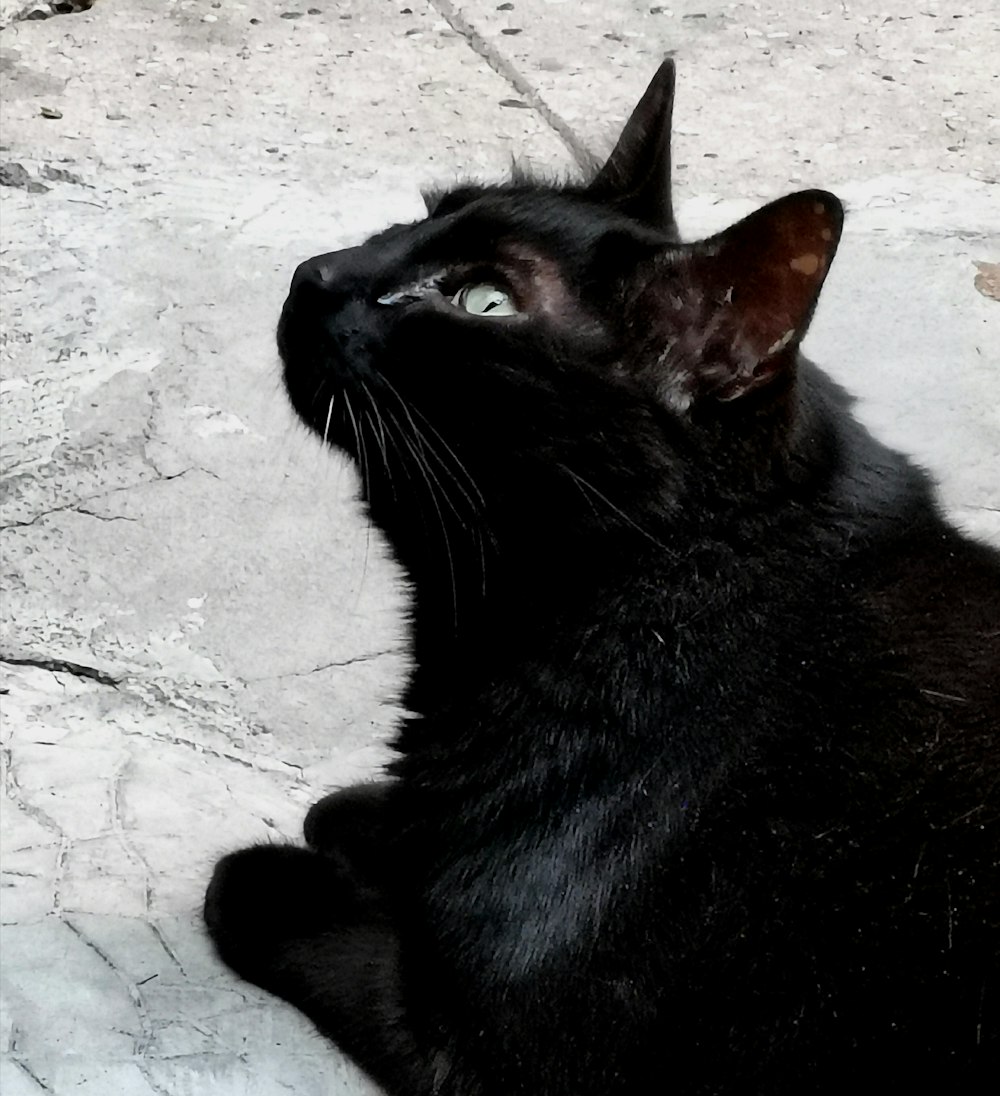 black cat on gray concrete floor