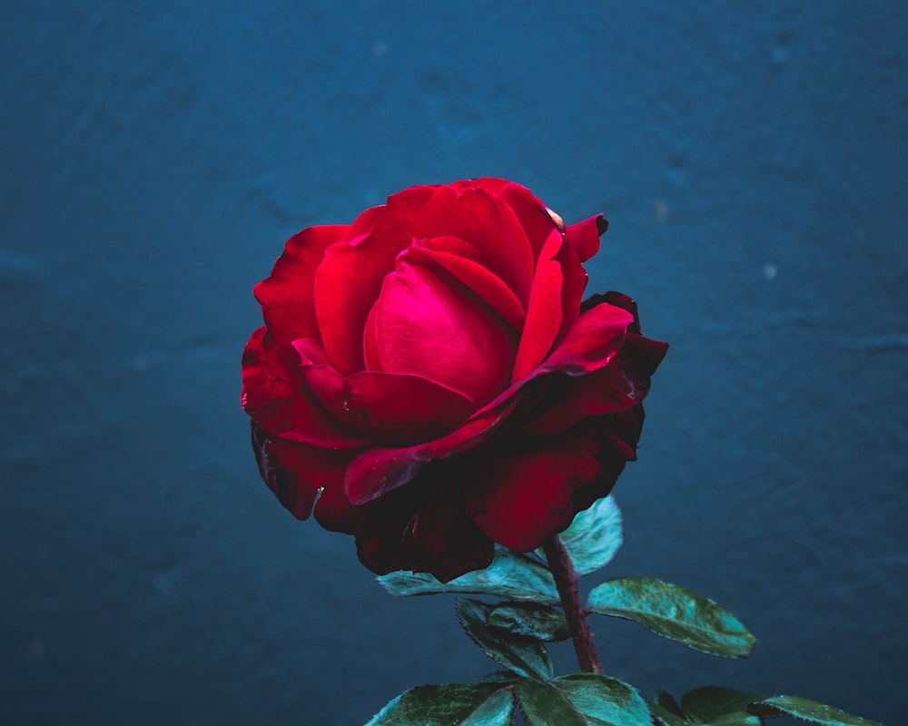 red rose in bloom during daytime