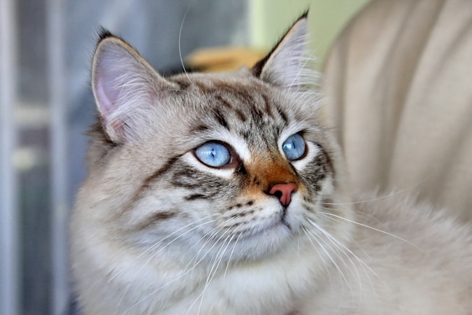 Siberian