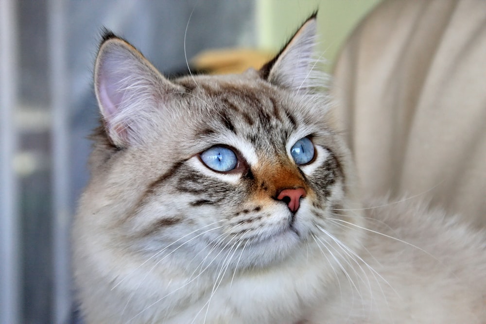 brown and white tabby cat